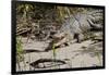 Australia, Daintree National Park, Daintree River. Saltwater Crocodile-Cindy Miller Hopkins-Framed Photographic Print