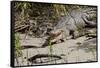 Australia, Daintree National Park, Daintree River. Saltwater Crocodile-Cindy Miller Hopkins-Framed Stretched Canvas