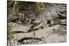 Australia, Daintree National Park, Daintree River. Saltwater Crocodile-Cindy Miller Hopkins-Stretched Canvas