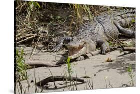 Australia, Daintree National Park, Daintree River. Saltwater Crocodile-Cindy Miller Hopkins-Stretched Canvas