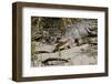 Australia, Daintree National Park, Daintree River. Saltwater Crocodile-Cindy Miller Hopkins-Framed Photographic Print