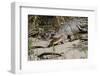 Australia, Daintree National Park, Daintree River. Saltwater Crocodile-Cindy Miller Hopkins-Framed Photographic Print