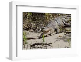 Australia, Daintree National Park, Daintree River. Saltwater Crocodile-Cindy Miller Hopkins-Framed Photographic Print