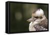 Australia. Dandenong, Grants Reserve. Kingfisher Laughing Kookaburra-Cindy Miller Hopkins-Framed Stretched Canvas