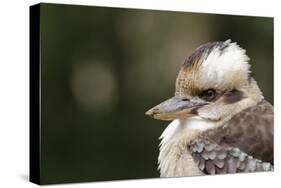 Australia. Dandenong, Grants Reserve. Kingfisher Laughing Kookaburra-Cindy Miller Hopkins-Stretched Canvas
