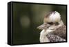 Australia. Dandenong, Grants Reserve. Kingfisher Laughing Kookaburra-Cindy Miller Hopkins-Framed Stretched Canvas