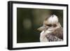 Australia. Dandenong, Grants Reserve. Kingfisher Laughing Kookaburra-Cindy Miller Hopkins-Framed Photographic Print