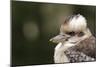 Australia. Dandenong, Grants Reserve. Kingfisher Laughing Kookaburra-Cindy Miller Hopkins-Mounted Photographic Print