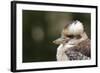 Australia. Dandenong, Grants Reserve. Kingfisher Laughing Kookaburra-Cindy Miller Hopkins-Framed Photographic Print