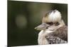 Australia. Dandenong, Grants Reserve. Kingfisher Laughing Kookaburra-Cindy Miller Hopkins-Mounted Photographic Print