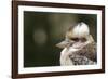 Australia. Dandenong, Grants Reserve. Kingfisher Laughing Kookaburra-Cindy Miller Hopkins-Framed Photographic Print