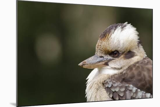 Australia. Dandenong, Grants Reserve. Kingfisher Laughing Kookaburra-Cindy Miller Hopkins-Mounted Photographic Print