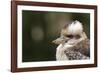 Australia. Dandenong, Grants Reserve. Kingfisher Laughing Kookaburra-Cindy Miller Hopkins-Framed Photographic Print