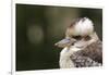 Australia. Dandenong, Grants Reserve. Kingfisher Laughing Kookaburra-Cindy Miller Hopkins-Framed Photographic Print