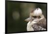 Australia. Dandenong, Grants Reserve. Kingfisher Laughing Kookaburra-Cindy Miller Hopkins-Framed Photographic Print