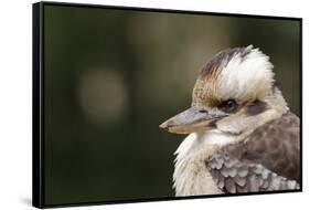 Australia. Dandenong, Grants Reserve. Kingfisher Laughing Kookaburra-Cindy Miller Hopkins-Framed Stretched Canvas