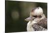 Australia. Dandenong, Grants Reserve. Kingfisher Laughing Kookaburra-Cindy Miller Hopkins-Stretched Canvas