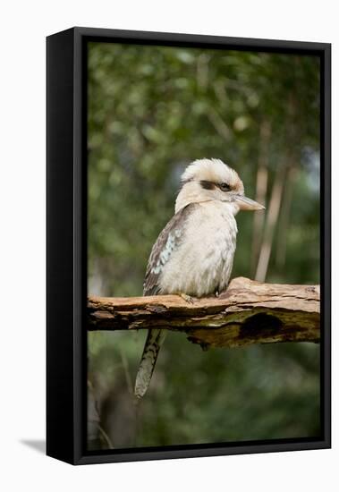 Australia. Dandenong, Grants Reserve. Kingfisher Laughing Kookaburra-Cindy Miller Hopkins-Framed Stretched Canvas