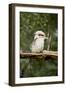 Australia. Dandenong, Grants Reserve. Kingfisher Laughing Kookaburra-Cindy Miller Hopkins-Framed Photographic Print