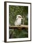 Australia. Dandenong, Grants Reserve. Kingfisher Laughing Kookaburra-Cindy Miller Hopkins-Framed Photographic Print