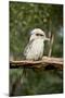 Australia. Dandenong, Grants Reserve. Kingfisher Laughing Kookaburra-Cindy Miller Hopkins-Mounted Photographic Print