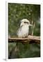 Australia. Dandenong, Grants Reserve. Kingfisher Laughing Kookaburra-Cindy Miller Hopkins-Framed Photographic Print