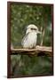 Australia. Dandenong, Grants Reserve. Kingfisher Laughing Kookaburra-Cindy Miller Hopkins-Framed Photographic Print