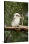 Australia. Dandenong, Grants Reserve. Kingfisher Laughing Kookaburra-Cindy Miller Hopkins-Stretched Canvas