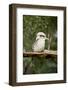 Australia. Dandenong, Grants Reserve. Kingfisher Laughing Kookaburra-Cindy Miller Hopkins-Framed Photographic Print