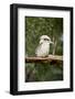 Australia. Dandenong, Grants Reserve. Kingfisher Laughing Kookaburra-Cindy Miller Hopkins-Framed Photographic Print