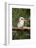 Australia. Dandenong, Grants Reserve. Kingfisher Laughing Kookaburra-Cindy Miller Hopkins-Framed Photographic Print