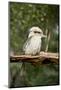 Australia. Dandenong, Grants Reserve. Kingfisher Laughing Kookaburra-Cindy Miller Hopkins-Mounted Photographic Print