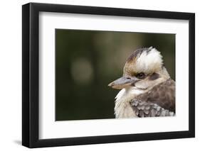 Australia. Dandenong, Grants Reserve. Kingfisher Laughing Kookaburra-Cindy Miller Hopkins-Framed Photographic Print