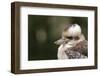 Australia. Dandenong, Grants Reserve. Kingfisher Laughing Kookaburra-Cindy Miller Hopkins-Framed Premium Photographic Print