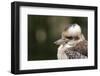 Australia. Dandenong, Grants Reserve. Kingfisher Laughing Kookaburra-Cindy Miller Hopkins-Framed Premium Photographic Print