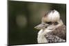 Australia. Dandenong, Grants Reserve. Kingfisher Laughing Kookaburra-Cindy Miller Hopkins-Mounted Premium Photographic Print