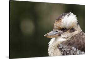 Australia. Dandenong, Grants Reserve. Kingfisher Laughing Kookaburra-Cindy Miller Hopkins-Stretched Canvas