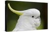 Australia, Dandenong National Park, Grants Reserve. Sulphur Crested Cockatoo-Cindy Miller Hopkins-Stretched Canvas