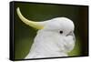 Australia, Dandenong National Park, Grants Reserve. Sulphur Crested Cockatoo-Cindy Miller Hopkins-Framed Stretched Canvas