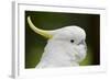 Australia, Dandenong National Park, Grants Reserve. Sulphur Crested Cockatoo-Cindy Miller Hopkins-Framed Photographic Print