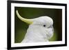 Australia, Dandenong National Park, Grants Reserve. Sulphur Crested Cockatoo-Cindy Miller Hopkins-Framed Photographic Print