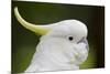 Australia, Dandenong National Park, Grants Reserve. Sulphur Crested Cockatoo-Cindy Miller Hopkins-Mounted Photographic Print