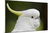 Australia, Dandenong National Park, Grants Reserve. Sulphur Crested Cockatoo-Cindy Miller Hopkins-Mounted Photographic Print