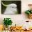 Australia, Dandenong National Park, Grants Reserve. Sulphur Crested Cockatoo-Cindy Miller Hopkins-Photographic Print displayed on a wall