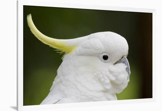 Australia, Dandenong National Park, Grants Reserve. Sulphur Crested Cockatoo-Cindy Miller Hopkins-Framed Photographic Print