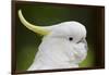 Australia, Dandenong National Park, Grants Reserve. Sulphur Crested Cockatoo-Cindy Miller Hopkins-Framed Photographic Print
