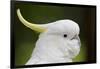 Australia, Dandenong National Park, Grants Reserve. Sulphur Crested Cockatoo-Cindy Miller Hopkins-Framed Photographic Print