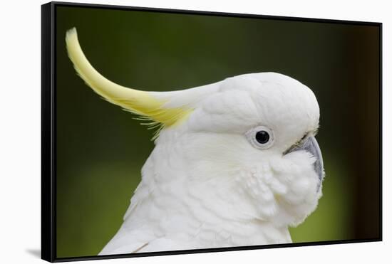 Australia, Dandenong National Park, Grants Reserve. Sulphur Crested Cockatoo-Cindy Miller Hopkins-Framed Stretched Canvas