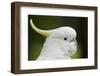 Australia, Dandenong National Park, Grants Reserve. Sulphur Crested Cockatoo-Cindy Miller Hopkins-Framed Photographic Print