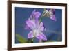 Australia, Darwin. Jennys Orchid Garden. Orchids with Water Droplets-Cindy Miller Hopkins-Framed Photographic Print